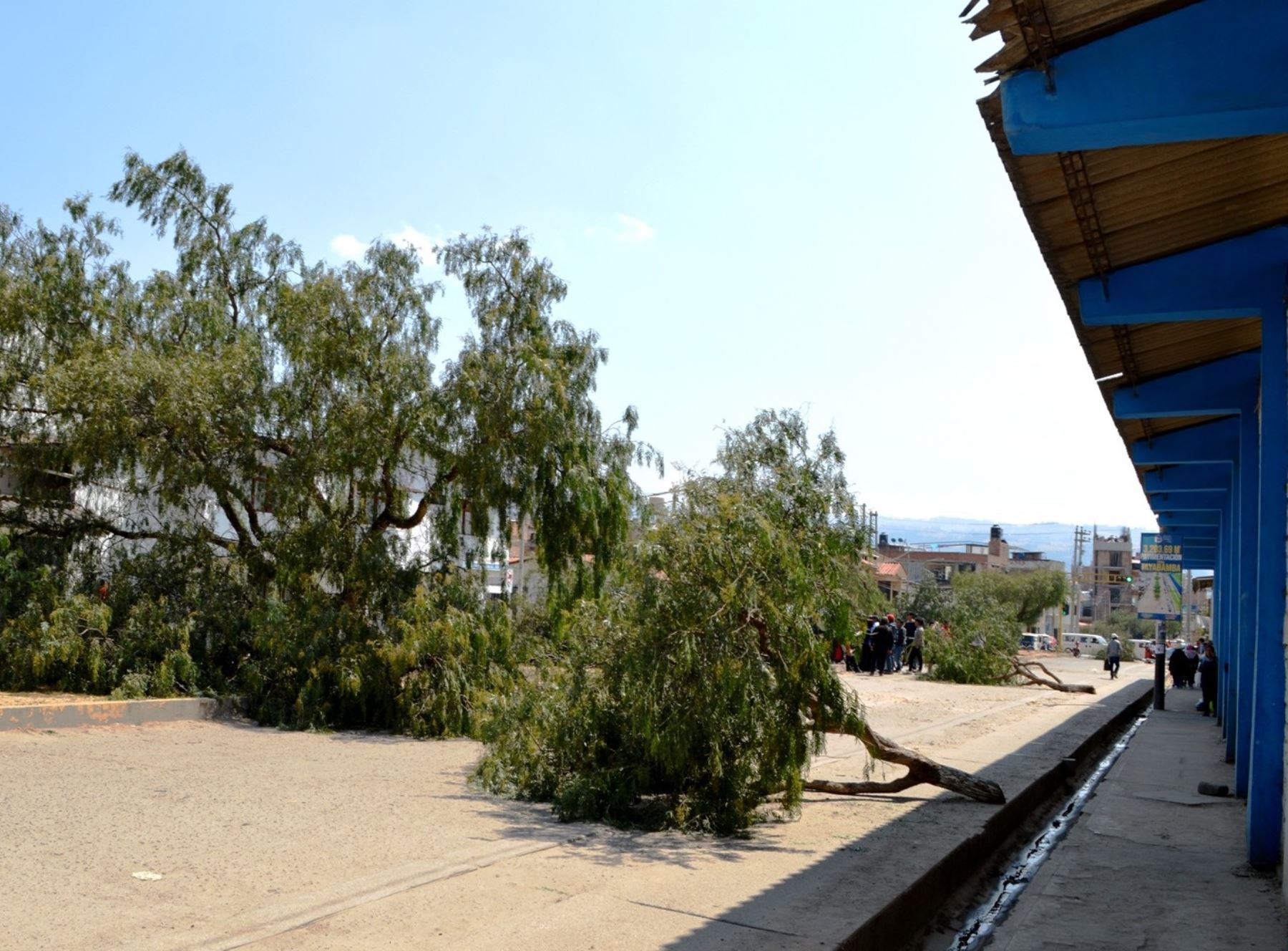 Cajamarca: vecinos denuncian tala ilegal de 22 árboles de molle por ...